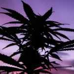 Trichome Heroes