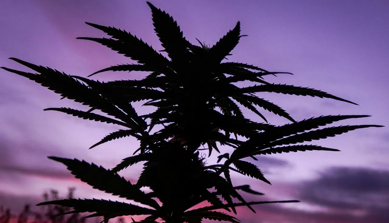TrichomeHeroes.com: 10 Reasons to Start a Cannabis Home Grow